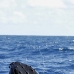 whale_humpback_v_01082_dom3296.jpg